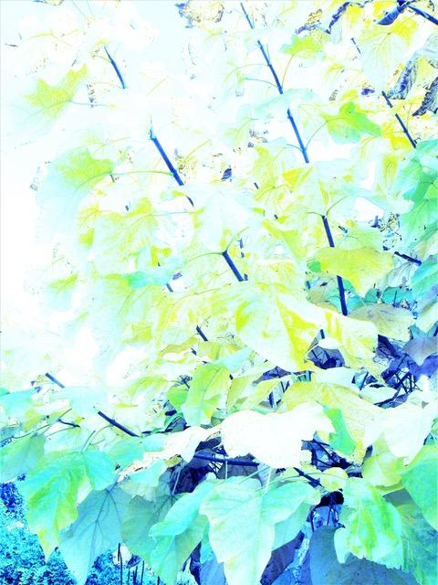 Leaves